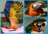Катаблу (гибрид попугаев ара) - ручные птенцы из питомника