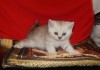 Фото Чистокровный британский котенок