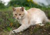 Фото Уютный палевый котик Персей в поисках дома