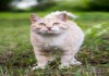 Фото Уютный палевый котик Персей в поисках дома