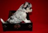 Фото Чихуахуа - Собака-талисман, приносящая удачу и благополучие