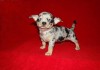 Фото Чихуахуа - Собака-талисман, приносящая удачу и благополучие