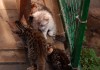 Бенгальские котята в москве по низким ценам