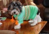 Фото Изготовление вязанной одежды для собак