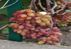 Фото Черенки северных сортов неукрывного винограда почтой