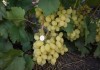 Фото Черенки северных сортов неукрывного винограда почтой