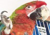 Буффинг (гибрид попугаев ара) - ручные птенцы из питомника