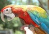 Квадро (гибрид попугаев ара) - ручные птенцы из питомника