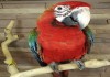 Фото Квадро (гибрид попугаев ара) - ручные птенцы из питомника