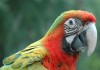Фото Квадро (гибрид попугаев ара) - ручные птенцы из питомника