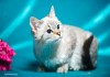 Фото Тайский котенок-подросток в дар