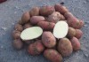 Картофель оптом Ред Скарлет 5+ с фермерских хозяйств