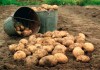Картофель напрямую с фермерского хозяйства