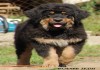Фото Бурят-монгольская собака, волкодав, хотошо
