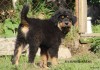 Фото Бурят-монгольская собака, волкодав, хотошо
