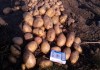 Картофель оптом в Пензенской области от 1 тонны
