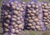Фото Продажа картофеля в Томске, напрямую от производителей, мелким и большим оптом!
