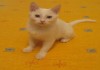 Фото Белоснежный котенок в добрые руки