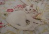 Фото Белоснежный котенок в добрые руки