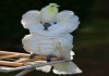 Фото Попугай синеочковый какаду (Cacatua ophthalmica) - ручные птенцы из питомника