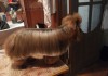 Фото Профессиональная стрижка собак с выездом на дом