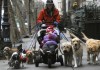 Фото Выгул собак за деньги в ближайшем Подмосковье