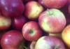 Фото Продажа яблок оптом из Беларуси, возможна доставка своим транспортом