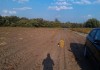 Фото Предлагаю картофель оптом в Пензенской области от 1 тонны