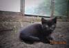 Фото Черный котенок