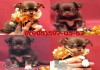 Фото Чихуахуа продаются шикарные щенки редкого окраса