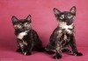 Фото Эксклюзивные котята-мышеловки в дар!