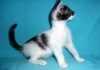 Фото Черно-белый котенок в дар