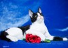 Фото Отдам Черно-Белого котенка