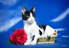 Фото Отдам Черно-Белого котенка