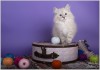 Фото Продаются котята с элитной родословной