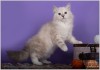 Фото Продаются котята с элитной родословной