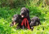 Фото Клуб ВЕО-Служебная собака (РКФ) продает щенков восточно-европейской овчарки
