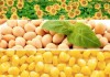 Фото Семена подсолнечника соя кукуруза