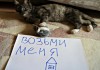 Фото Отдам бесплатно в добрые руки миниатюрную кошку
