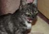Фото Отдам бесплатно в добрые руки миниатюрную кошку