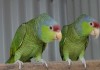 Фото Синешапочный амазон (Amazona finschi) - ручные птенцы из питомника
