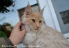 Фото Питомник мейн кунов продает котят с доставкой