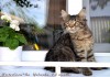 Фото Питомник мейн кунов продает котят с доставкой