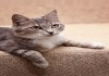 Фото Трогательно Нежная котенок-подросток в дар