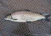 Фото Северная рыба оптом: омуль, муксун, чир, сиг, нельма