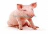 Фото Электропастух для свиней