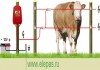 Электропастух для крс коров