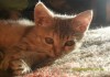 Фото Серебристый котенок в добрые руки
