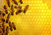 Фото Продажа мёда от пасечников без посредников