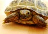 Фото Продам сухопутную черепаху